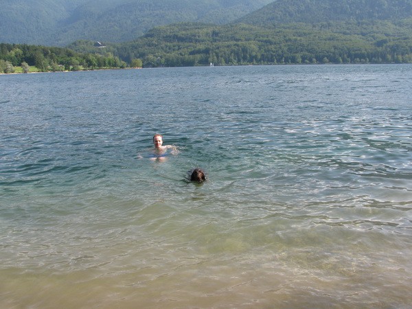 Pesoti Bohinj in krave - foto