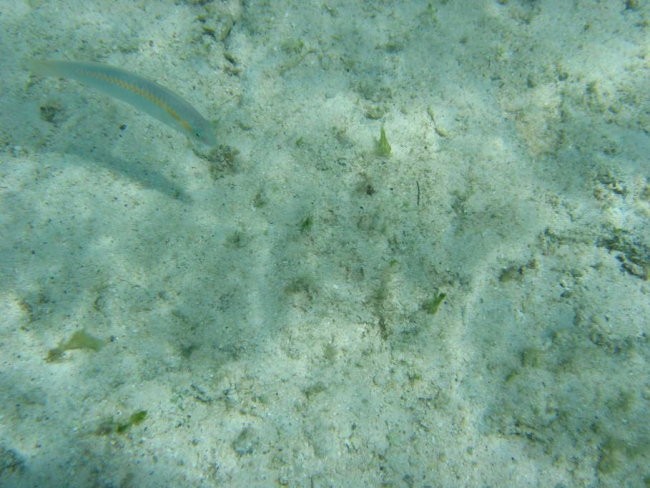 Mauritius - foto povečava
