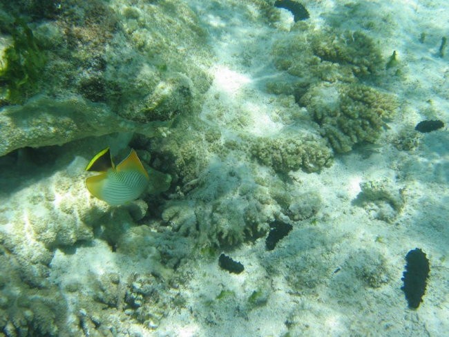 Mauritius - foto povečava