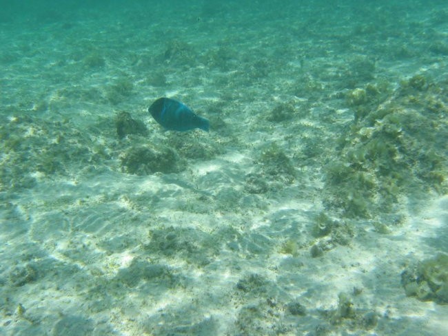 Mauritius - foto povečava