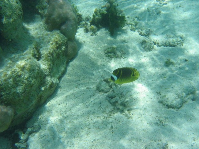 Mauritius - foto povečava
