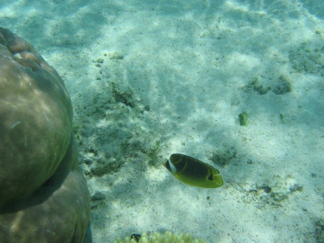 Mauritius - foto povečava