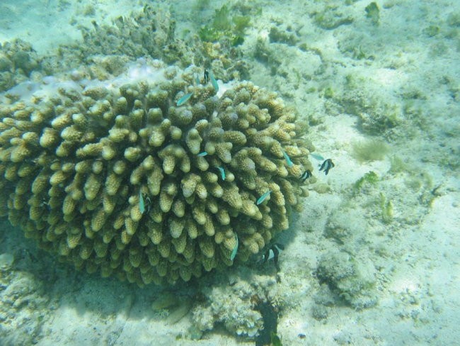 Mauritius - foto povečava