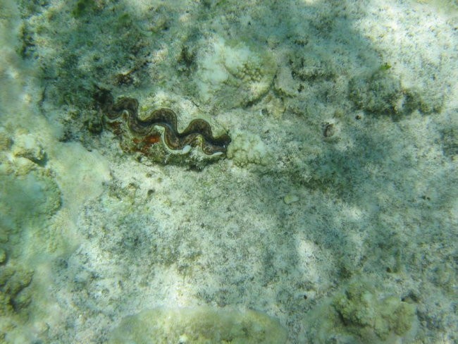 Mauritius - foto povečava
