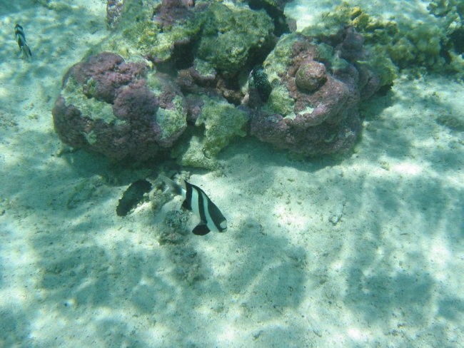 Mauritius - foto povečava