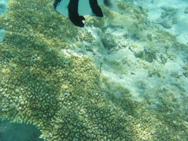 Mauritius - foto povečava