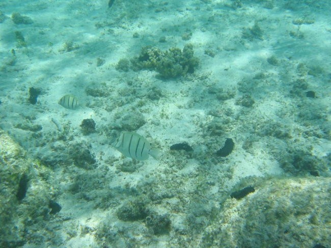 Mauritius - foto povečava