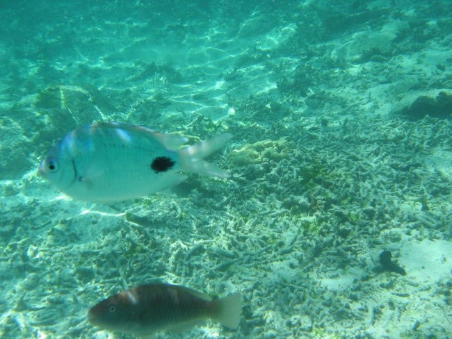 Mauritius - foto povečava