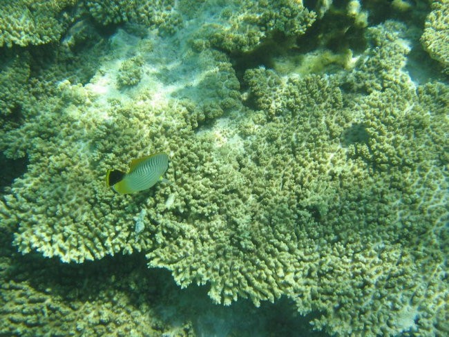 Mauritius - foto povečava