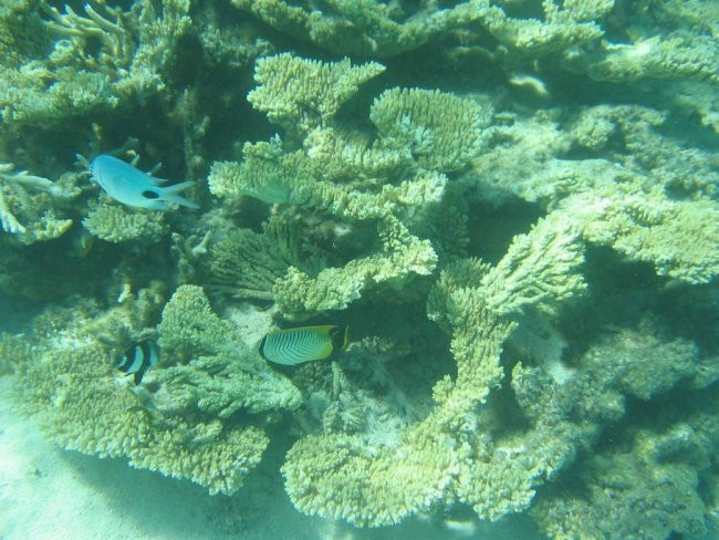 Mauritius - foto povečava