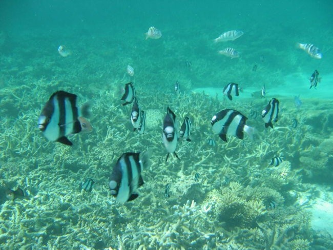 Mauritius - foto povečava