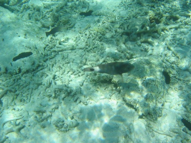 Mauritius - foto povečava