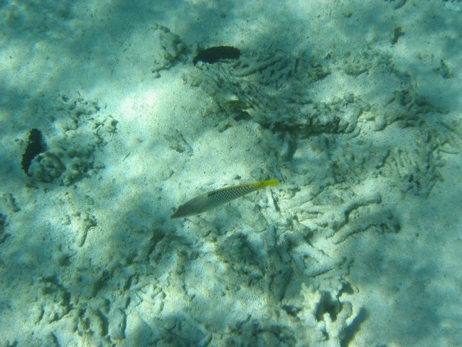 Mauritius - foto povečava