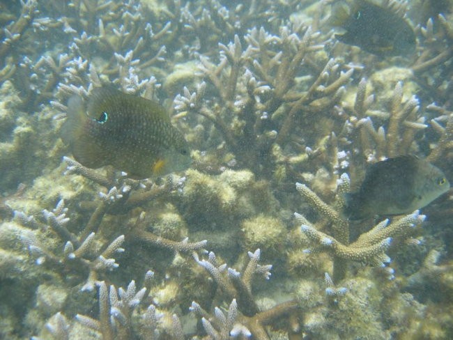Mauritius - foto povečava