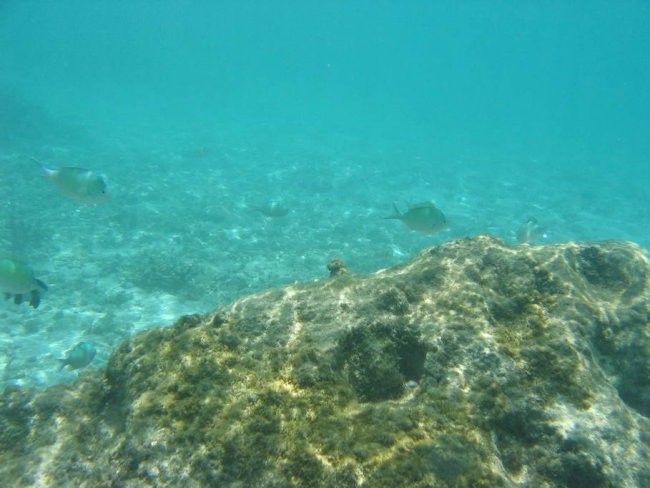 Mauritius - foto povečava