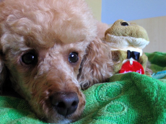 Cani - foto