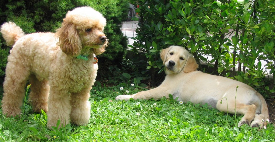 Cani - foto povečava