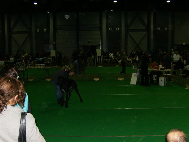 Biba, Princ, Toro - foto