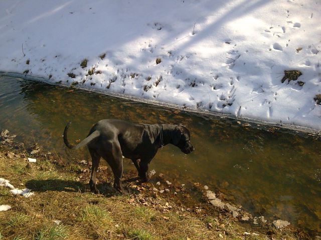 Biba, Princ, Toro - foto