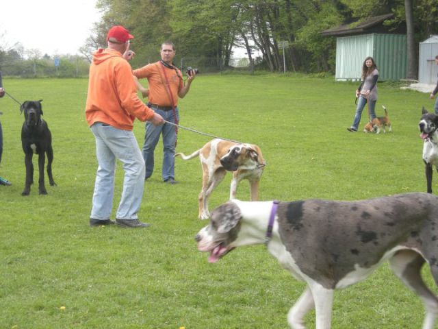 Biba, Princ, Toro - foto