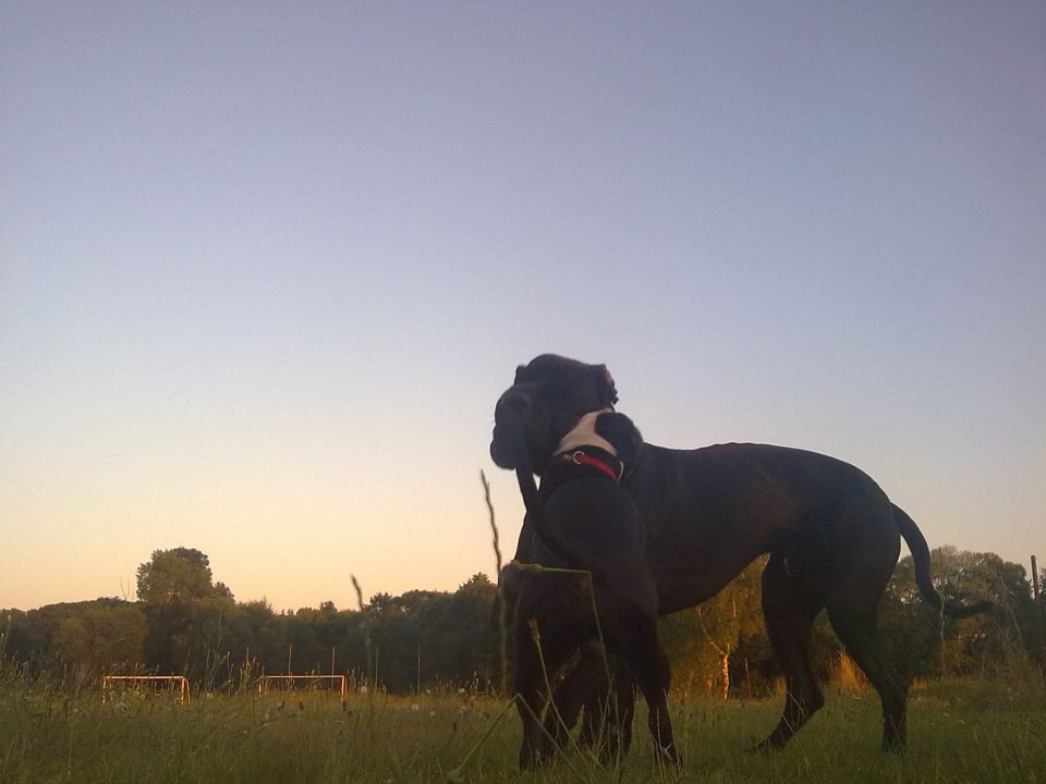 Biba, Princ, Toro - foto povečava