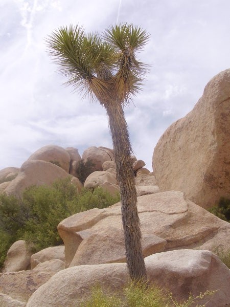 Joshua tree park...Prelepo in prevroce...