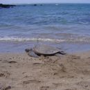  TURTLE!