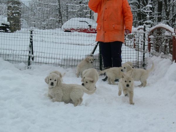 Goldens.snow - foto