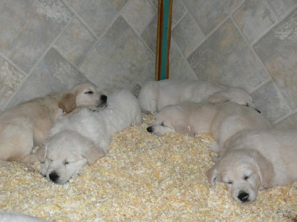 Goldens.snow - foto