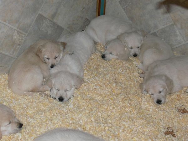 Goldens.snow - foto