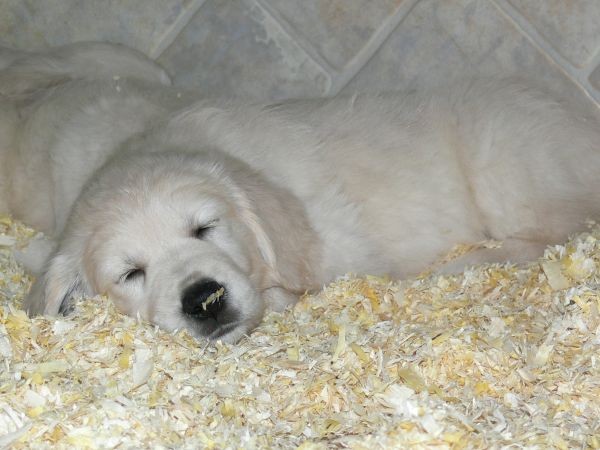 Goldens.snow - foto