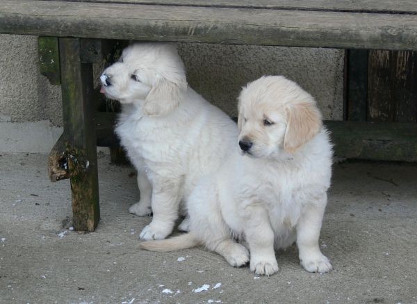 Goldens.snow - foto