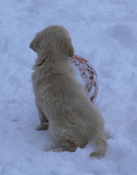 Goldens.snow - foto