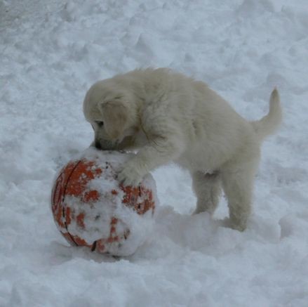 Goldens.snow - foto