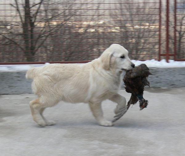 Olaf, rita, mara - foto povečava