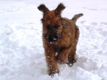 Ozzy prvic na snegu - foto povečava