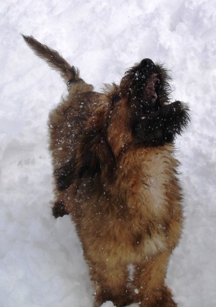 Ozzy prvic na snegu - foto povečava