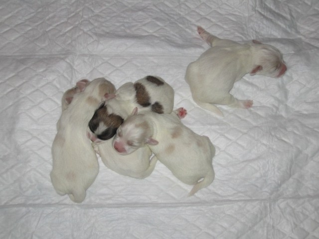 Coton de Tulear LEGLO