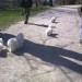 Zoey (levo), Lotty, Dony in prva na čelu Kimmy :)