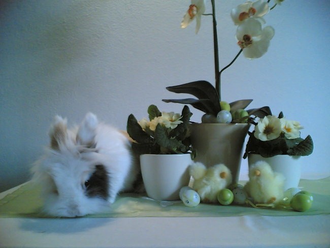 Moja zajčka - foto povečava