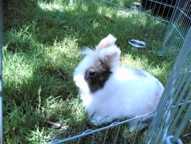 Moja zajčka - foto