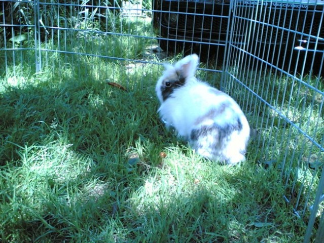 Moja zajčka - foto