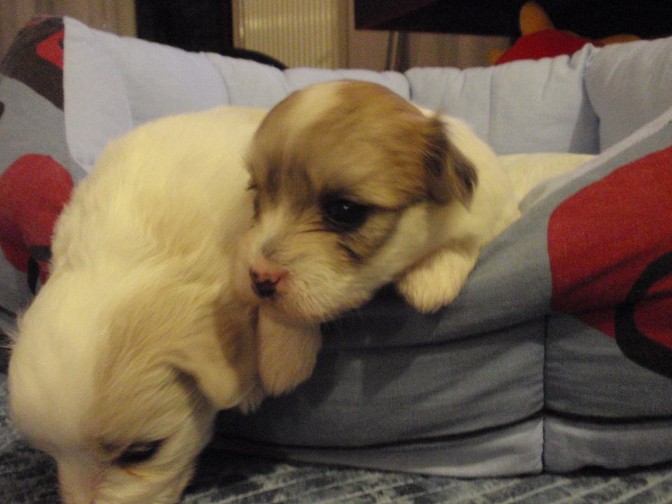 COTON DE TULEAR