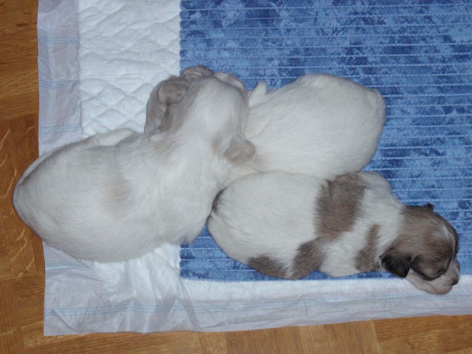 coton de tulear