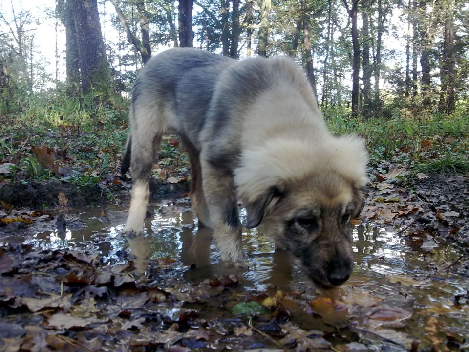 Hema - foto povečava