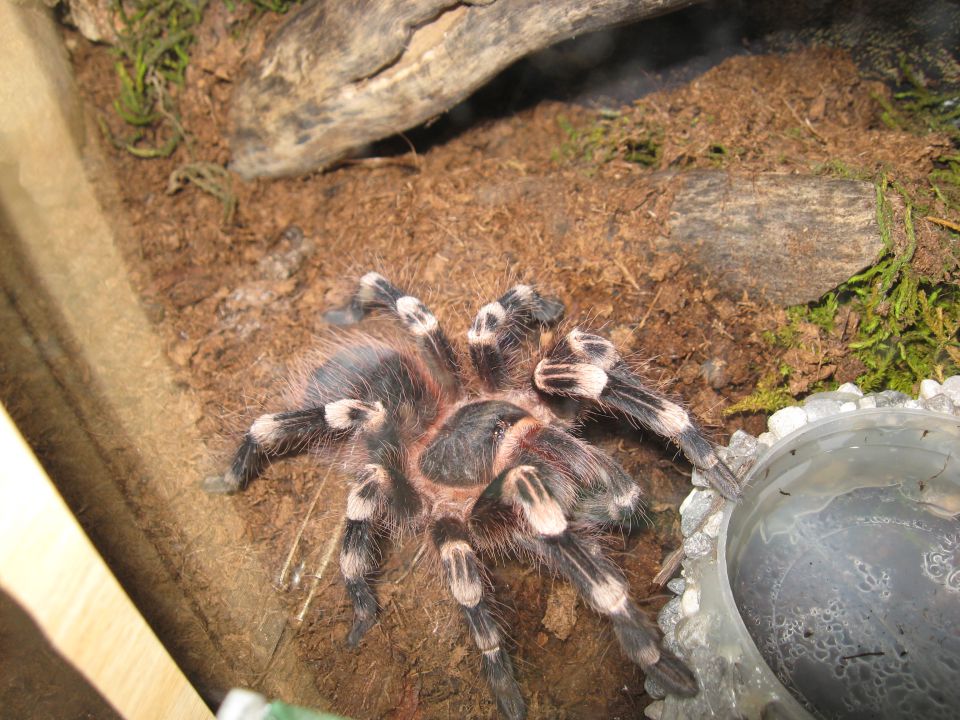 Geniculata - foto povečava