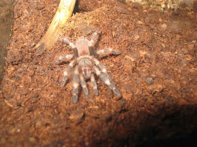 N.chromatus-samička
