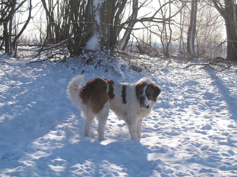 Ron & Kala na snegu-2010 - foto povečava