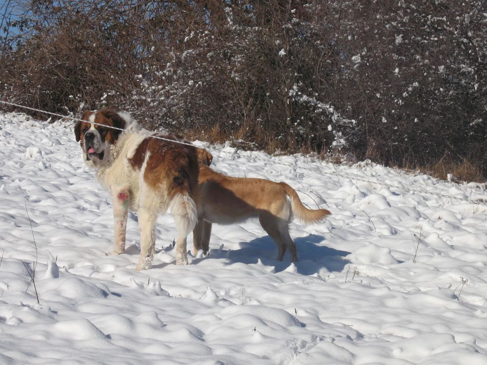 Ron & Kala na snegu-2010 - foto povečava