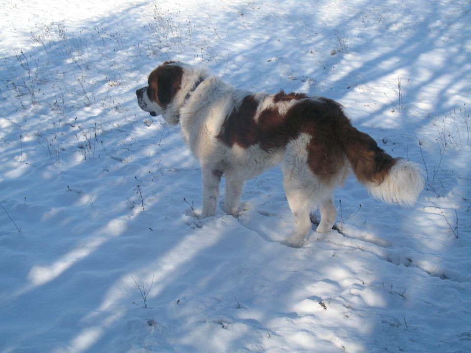 Ron & Kala na snegu-2010 - foto povečava